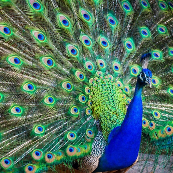 Meet your Posher, Meri Lynn - Picture 1 of 1